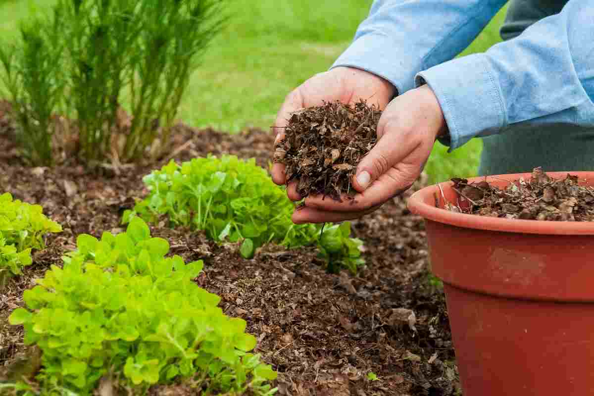 Best Composts For Garden