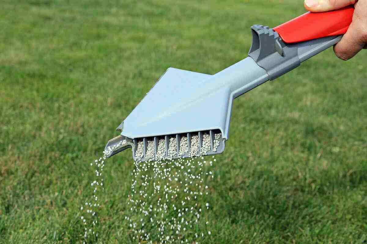 Best Fertilizers For Centipede Grass