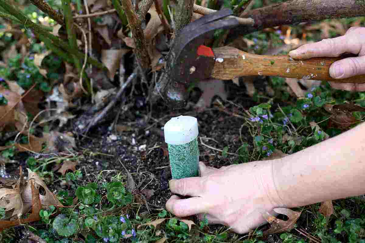 Best Fertilizers For Fruit Trees