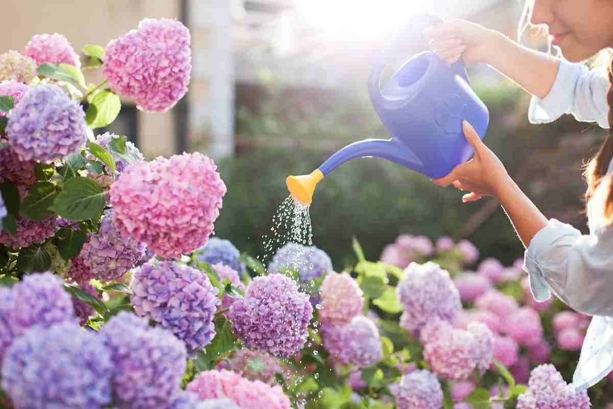 Best Fertilizers For Hydrangeas