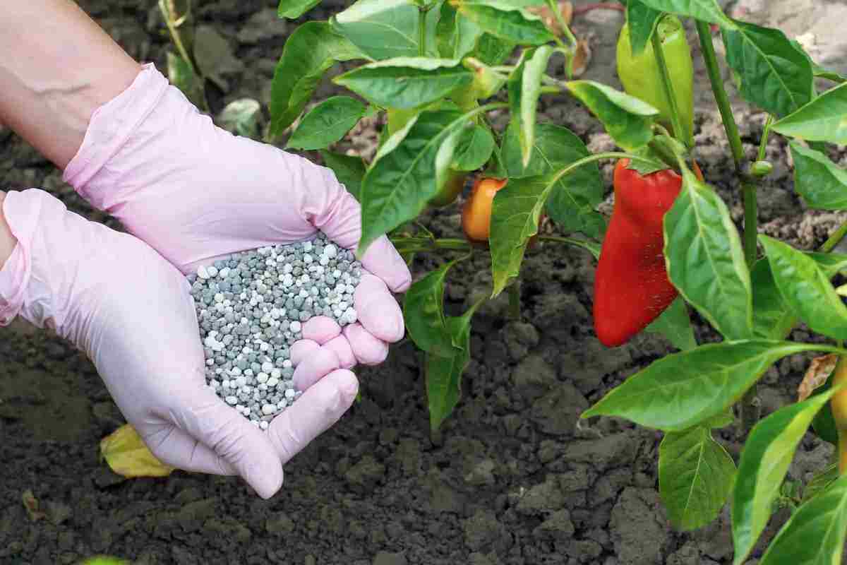 Best Fertilizers For Peppers