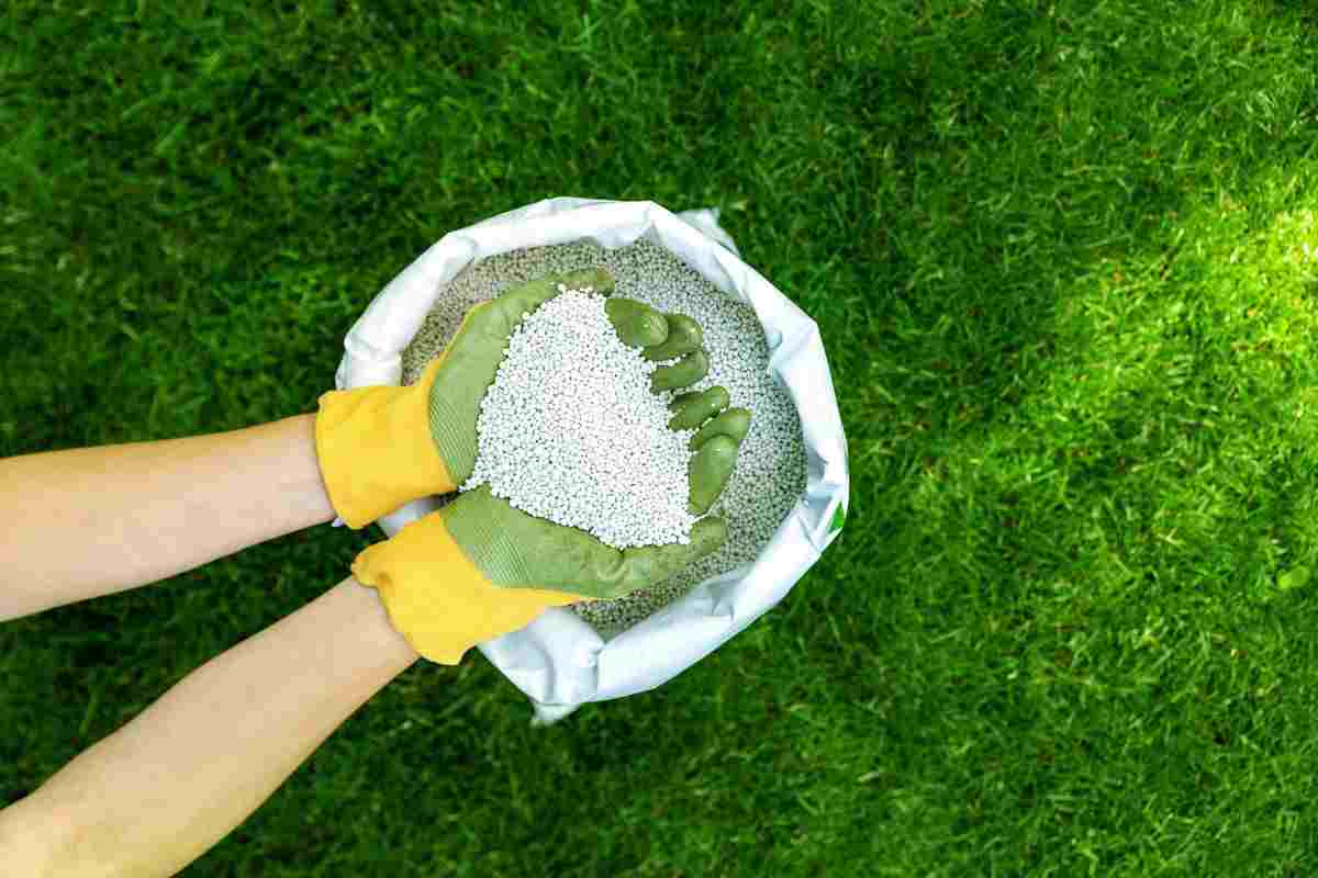 Best Fertilizers For St. Augustine Grass