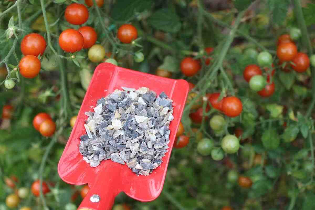 Best Fertilizers For Tomatoes
