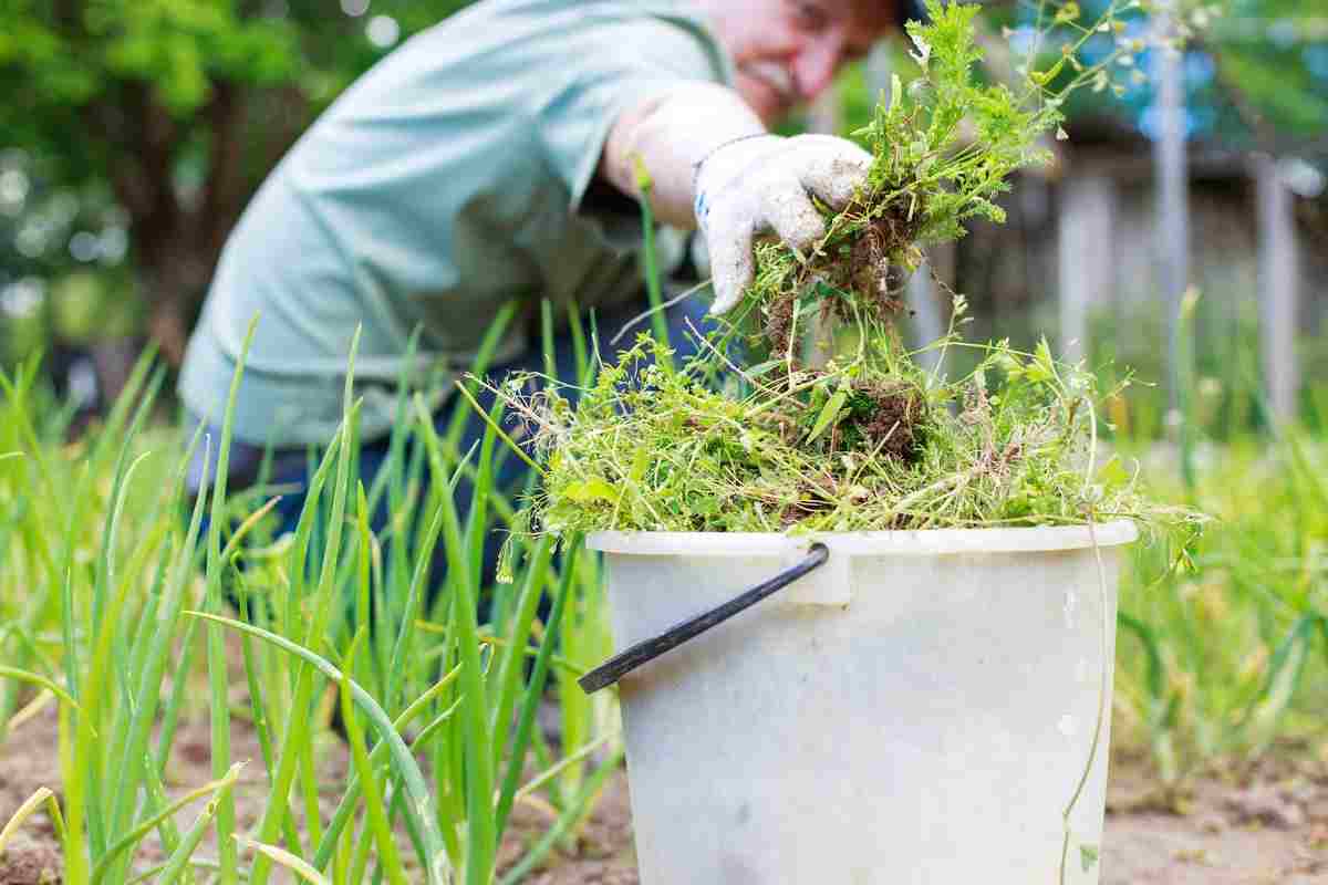 Best Onion Fertilizers