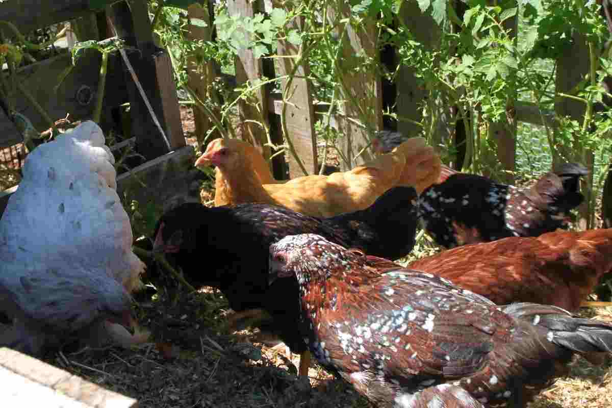 How To Compost Chicken Manure